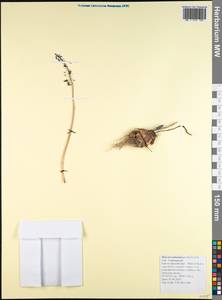 Мышиный гиацинт армянский H.J.Veitch, Кавказ, Краснодарский край и Адыгея (K1a) (Россия)
