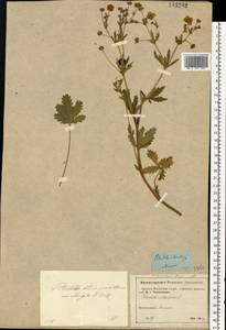 Potentilla thuringiaca subsp. goldbachii (Rupr.) Th. Wolf, Восточная Европа, Московская область и Москва (E4a) (Россия)