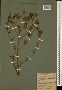 Латук дубравный L., Кавказ, Ставропольский край, Карачаево-Черкесия, Кабардино-Балкария (K1b) (Россия)