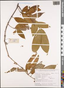 Euonymus bockii Loes. ex Diels, Зарубежная Азия (ASIA) (Вьетнам)