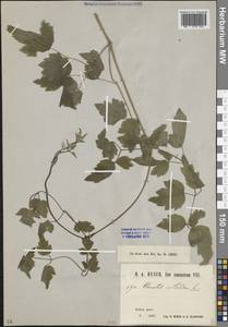 Ломонос обыкновенный L., Кавказ, Краснодарский край и Адыгея (K1a) (Россия)