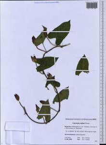 Calystegia sepium subsp. americana (Sims) Brummitt, Сибирь, Прибайкалье и Забайкалье (S4) (Россия)