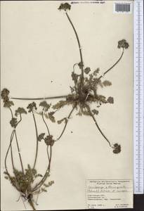 Окаймленноплодник белоокаймленный (Schrenk) Pimenov & Lavrova, Средняя Азия и Казахстан, Северный и Центральный Тянь-Шань (M4) (Киргизия)