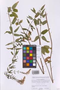 Вероника длиннолистная L., Восточная Европа, Московская область и Москва (E4a) (Россия)