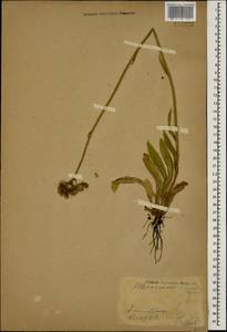 Pilosella echioides subsp. echioides, Кавказ, Ставропольский край, Карачаево-Черкесия, Кабардино-Балкария (K1b) (Россия)
