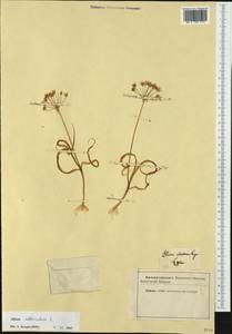 Allium subhirsutum L., Западная Европа (EUR) (Неизвестно)