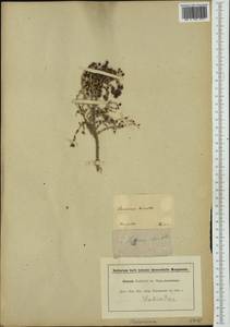 Thymelaea hirsuta (L.) Endl., Западная Европа (EUR) (Франция)