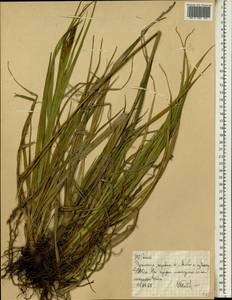 Осока, Африка (AFR) (Эфиопия)