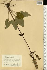 Зопничек клубненосный (L.) Moench, Восточная Европа, Северо-Украинский район (E11) (Украина)