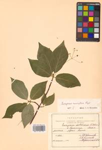 Бересклет большекрылый Rupr., Сибирь, Дальний Восток (S6) (Россия)