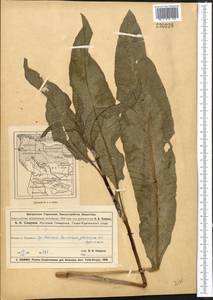 Щавель узколистный Ledeb., Средняя Азия и Казахстан, Муюнкумы, Прибалхашье и Бетпак-Дала (M9) (Казахстан)