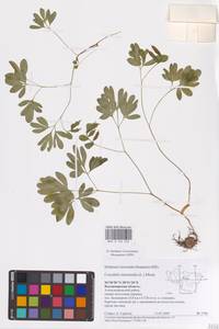 Хохлатка промежуточная, Хохлатка средняя (L.) Mérat, Восточная Европа (без точных пунктов) (E0)