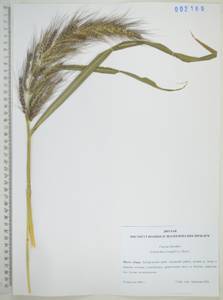 Ежовник обыкновенный, Куриное просо (L.) P.Beauv., Сибирь, Дальний Восток (S6) (Россия)