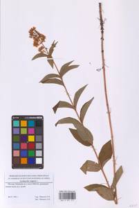 Вербейник обыкновенный L., Восточная Европа, Московская область и Москва (E4a) (Россия)