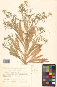 Желтушник выгрызенный L., Восточная Европа, Нижневолжский район (E9) (Россия)