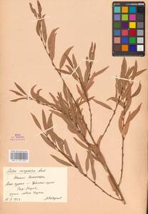 Ива джунгарская Andersson, Средняя Азия и Казахстан, Сырдарьинские пустыни и Кызылкумы (M7) (Казахстан)