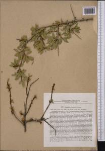 Prunus ×saviczii (Pachom.) Eisenman, Средняя Азия и Казахстан, Памир и Памиро-Алай (M2)