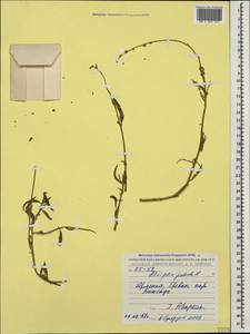 Лебеда раскидистая L., Кавказ, Армения (K5) (Армения)