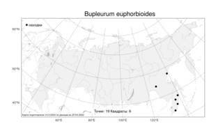 Bupleurum euphorbioides, Володушка молочайная Nakai, Атлас флоры России (FLORUS) (Россия)