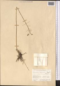 Eremurus soogdianus (Regel) Benth. & Hook.f., Средняя Азия и Казахстан, Памир и Памиро-Алай (M2) (Таджикистан)