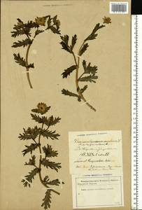 Златоцвет посевной, Хризантема посевная (L.) Fourr., Восточная Европа, Латвия (E2b) (Латвия)