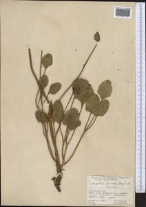 Дудник тройчатый Regel & Schmalh., Средняя Азия и Казахстан, Памир и Памиро-Алай (M2) (Киргизия)