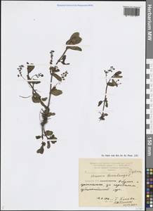 Вероника поточная L., Кавказ, Армения (K5) (Армения)