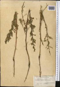 Полынь веничная, Полынь метельчатая Waldst. & Kit., Средняя Азия и Казахстан, Каракумы (M6) (Туркмения)