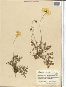 Papaver tenellum Tolm., Средняя Азия и Казахстан, Муюнкумы, Прибалхашье и Бетпак-Дала (M9) (Казахстан)