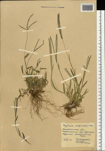 Росичка кроваво-красная (L.) Scop., Восточная Европа, Западно-Украинский район (E13) (Украина)
