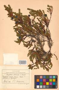 Водяника черная, Шикша черная L., Сибирь, Дальний Восток (S6) (Россия)