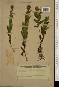 Pentanema asperum (Poir.) G.V.Boiko & Korniy., Кавказ, Азербайджан (K6) (Азербайджан)