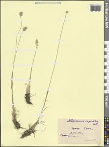 Лисохвост влагалищный (Willd.) Pall. ex Kunth, Кавказ, Северная Осетия, Ингушетия и Чечня (K1c) (Россия)