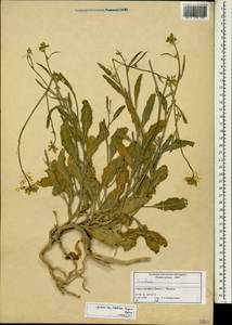 Brassicaceae, Зарубежная Азия (ASIA) (Сирия)