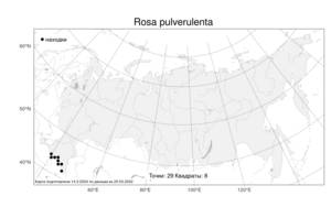 Rosa pulverulenta, Шиповник припудренный M. Bieb., Атлас флоры России (FLORUS) (Россия)