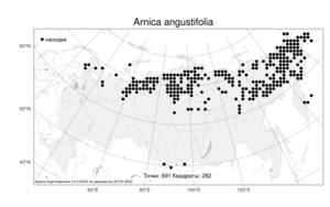 Arnica angustifolia, Арника узколистная Vahl, Атлас флоры России (FLORUS) (Россия)