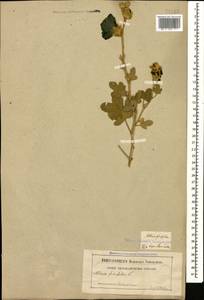 Шток-роза морщинистая Alef., Кавказ, Грузия (K4) (Грузия)