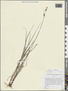 Осока неясноустая V.I.Krecz., Сибирь, Дальний Восток (S6) (Россия)