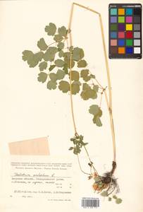 Thalictrum aquilegiifolium subsp. aquilegiifolium, Сибирь, Дальний Восток (S6) (Россия)