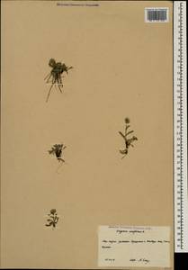 Мелколепестник одноцветковый L., Кавказ, Южная Осетия (K4b) (Южная Осетия)