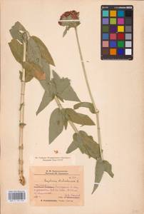 Смолевка халцедоновая, Зорька (L.) E.H.L.Krause, Восточная Европа, Восточный район (E10) (Россия)