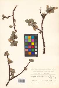 Salix nakamurana subsp. kurilensis (Koidz.) H. Ohashi, Сибирь, Дальний Восток (S6) (Россия)