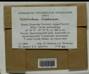 Orthotrichum diaphanum Schrad. ex Brid., Гербарий мохообразных, Мхи - Северный Кавказ и Предкавказье (B12) (Россия)