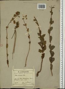 Очитник большой (L.) Holub, Восточная Европа, Центральный район (E4) (Россия)