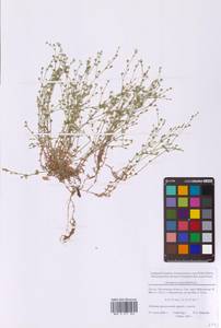 Песчанка тимьянолистная L., Восточная Европа, Московская область и Москва (E4a) (Россия)