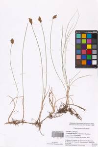 Осока ранняя Schreb., Восточная Европа, Центральный район (E4) (Россия)