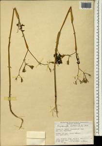 Chaerophyllum nodosum (L.) Crantz, Зарубежная Азия (ASIA) (Турция)