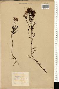 Зверобой продырявленный L., Кавказ, Азербайджан (K6) (Азербайджан)