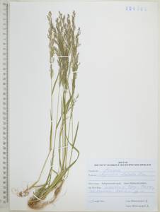 Полевица булововидная Trin., Сибирь, Дальний Восток (S6) (Россия)