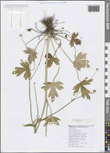 Ranunculus elegans K. Koch, Кавказ, Черноморское побережье (от Новороссийска до Адлера) (K3) (Россия)